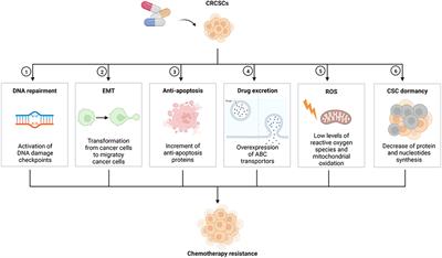 Mechanisms on <mark class="highlighted">chemotherapy resistance</mark> of colorectal cancer stem cells and research progress of reverse transformation: A mini-review